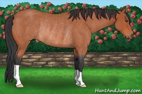 Horse Color:Bay Roan Rabicano 