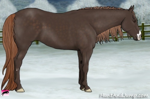 Horse Color:Liver Chestnut Frame 