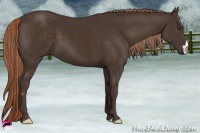Horse Color:Liver Chestnut Frame 