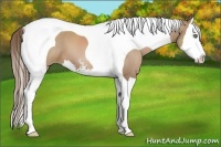 Horse Color:Black Pearl Sabino Splash Tobiano 