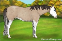 Horse Color:Classic Champagne Roan Sabino Splash