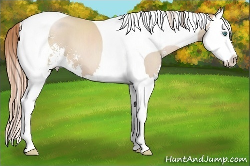 Horse Color:Smoky Black Pearl Sabino Splash Tobiano