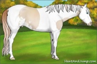 Horse Color:Smoky Black Pearl Sabino Splash Tobiano 