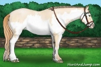 Horse Color:White Spotted Buckskin Pearl Splash Frame 
