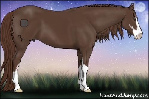 Horse Color:Liver Chestnut Sabino 