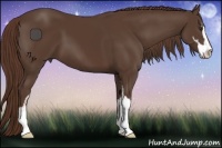 Horse Color:Liver Chestnut Sabino