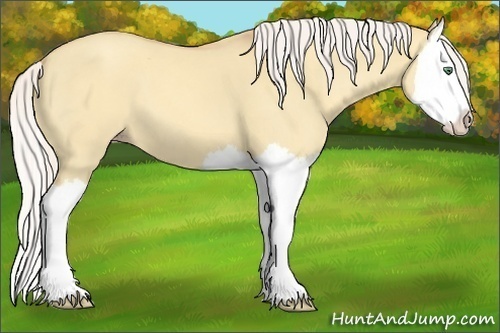Horse Color:Silver Classic Cream Champagne Dun Splash 