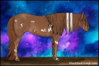 Horse Color:White Spotted Chestnut 