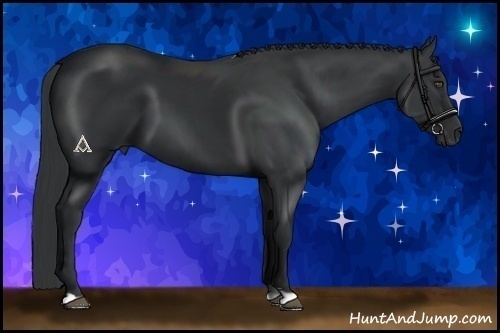 Horse Color:Black 