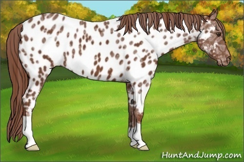 Horse Color:Chestnut Ice Near Leopard 