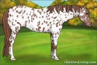 Horse Color:Chestnut Ice Near Leopard 