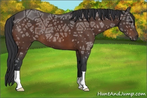 Horse Color:Bay Ice 