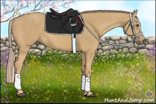 Horse Color:Palomino 