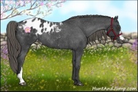 Horse Color:Smoky Black Appaloosa Rabicano