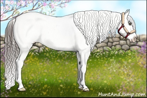 Horse Color:White Spotted Black Frame Varnish Rabicano
