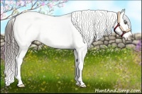 Horse Color:White Spotted Black Frame Varnish Rabicano