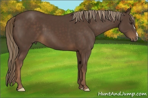 Horse Color:Liver Chestnut 