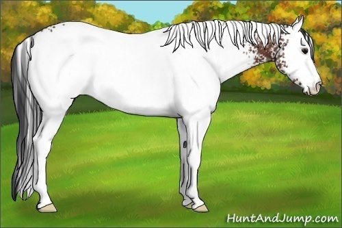 Horse Color:White Spotted Bay Ice