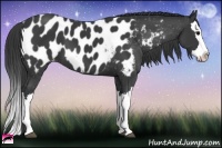 Horse Color:Black Splash Appaloosa 