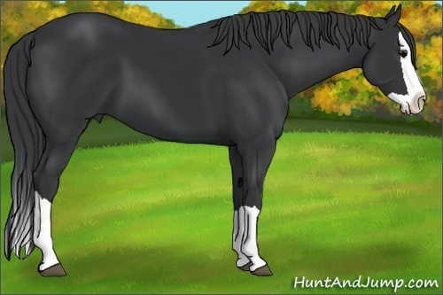 Horse Color:Black Splash 
