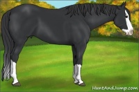 Horse Color:Black Splash