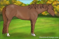 Horse Color:Chestnut 