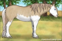 Horse Color:Red Dun Sabino Splash Rabicano 