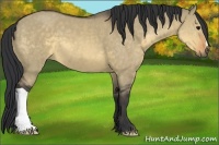 Horse Color:Buckskin Dun