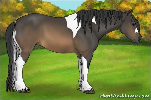 Horse Color:Buckskin Tobiano 