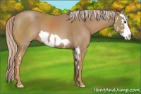 Horse Color:Palomino Splash Frame