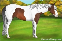 Horse Color:Bay Splash Tobiano