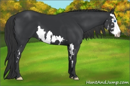Horse Color:Black Splash Frame