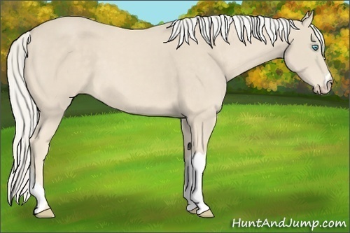 Horse Color:Cremello 