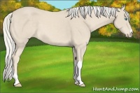 Horse Color:Cremello 