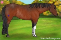 Horse Color:Brown Rabicano