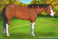 Horse Color:Bay Splash 