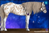 Horse Color:Buckskin Roan Splash Near Leopard 