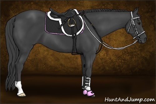 Horse Color:Smoky Black 