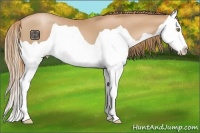 Horse Color:Chestnut Pearl Splash