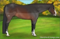 Horse Color:Brown Sabino Frame