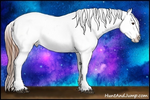 Horse Color:Chestnut Appaloosa 