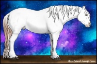 Horse Color:Chestnut Appaloosa 