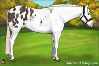 Horse Color:Liver Chestnut Appaloosa 