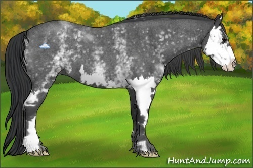 Horse Color:White Spotted Blue Roan Splash Frame