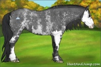 Horse Color:White Spotted Blue Roan Splash Frame