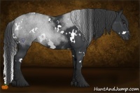 Horse Color:White Spotted Black Rabicano 