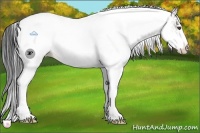 Horse Color:White Spotted Grullo Tobiano Rabicano 
