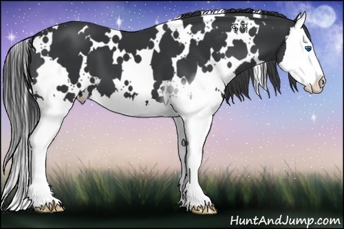 Horse Color:White Spotted Black Splash 