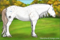 Horse Color:Red Roan Splash Appaloosa Rabicano 