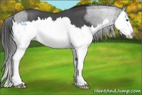 Horse Color:Smoky Blue Roan Splash